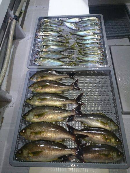 エンペラー 釣果