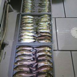 エンペラー 釣果