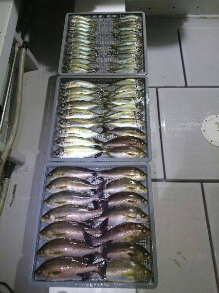 エンペラー 釣果