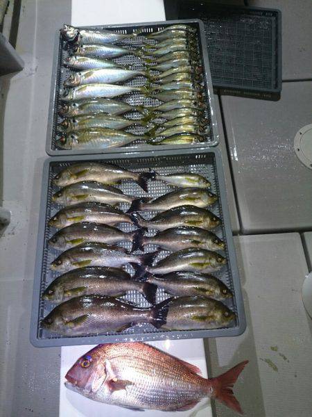 エンペラー 釣果