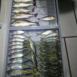 エンペラー 釣果