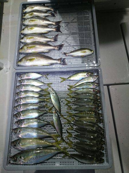 エンペラー 釣果