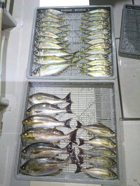 エンペラー 釣果