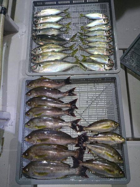 エンペラー 釣果