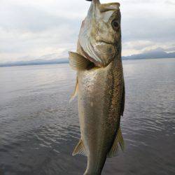 アマテラス 釣果