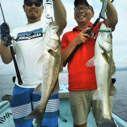 アマテラス 釣果