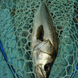 アマテラス 釣果