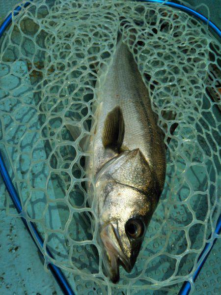 アマテラス 釣果