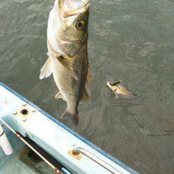 アマテラス 釣果