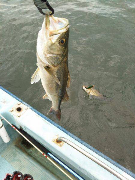 アマテラス 釣果