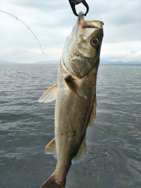 アマテラス 釣果