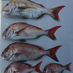 遊漁船 家入 釣果