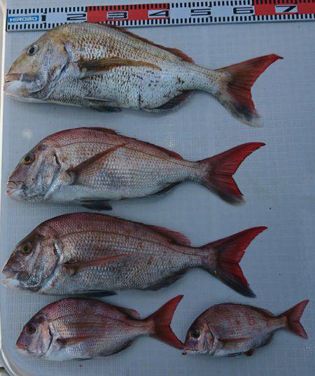 遊漁船　家入 釣果