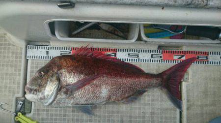 ARCADIAⅡ (アルカディアⅡ) 釣果