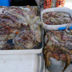 遊漁船 家入 釣果