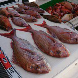 遊漁船 家入 釣果