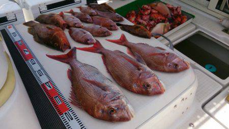 遊漁船　家入 釣果