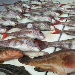 タイラバ遊漁船 ワンピース 釣果