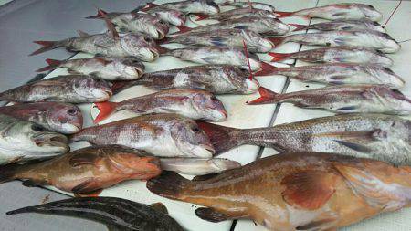 タイラバ遊漁船 ワンピース 釣果