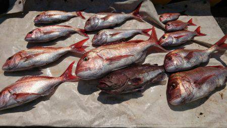 だて丸 釣果