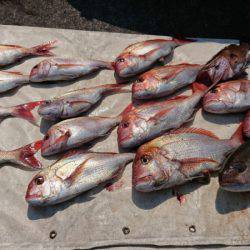だて丸 釣果
