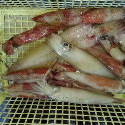 あみや渡船 JIGBOY 釣果