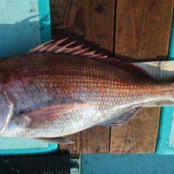 和栄丸 釣果