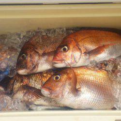 ブルドック 釣果