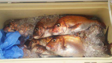 ブルドック 釣果