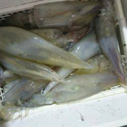 海龍丸（石川） 釣果