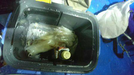 海龍丸（石川） 釣果