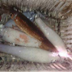 海龍丸（石川） 釣果