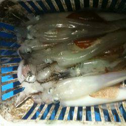 海龍丸（石川） 釣果