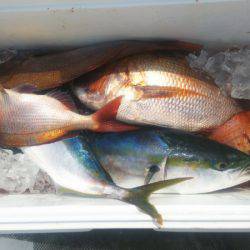 ブルドック 釣果