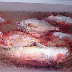 海龍丸（石川） 釣果