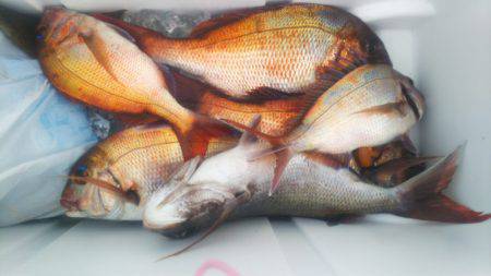 ブルドック 釣果