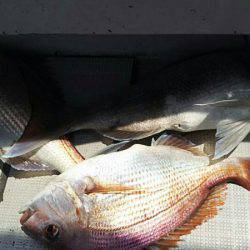 タイラバ遊漁船 ワンピース 釣果