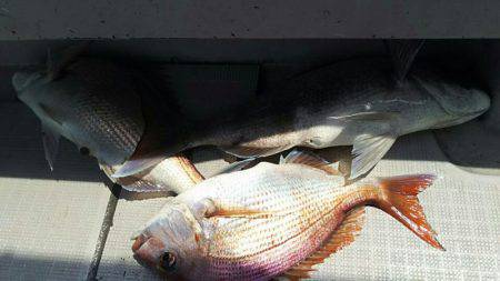 タイラバ遊漁船 ワンピース 釣果