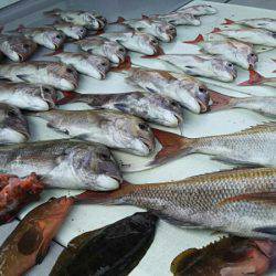 タイラバ遊漁船 ワンピース 釣果