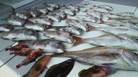 タイラバ遊漁船 ワンピース 釣果