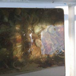 遊漁船 家入 釣果