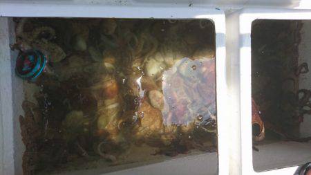 遊漁船 家入 釣果