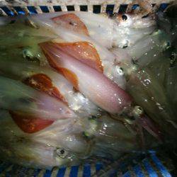 海龍丸（石川） 釣果