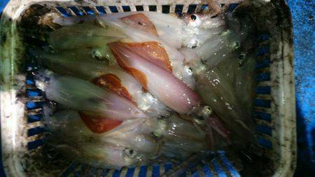 海龍丸（石川） 釣果