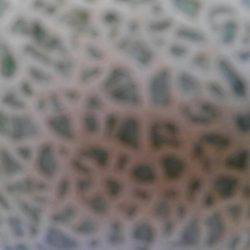 つりぼりあかし 釣果