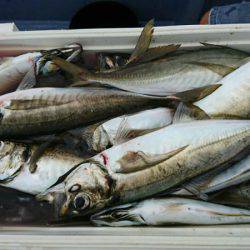 金沢八景鴨下丸 釣果