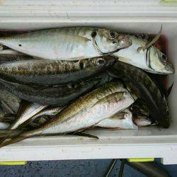 金沢八景鴨下丸 釣果