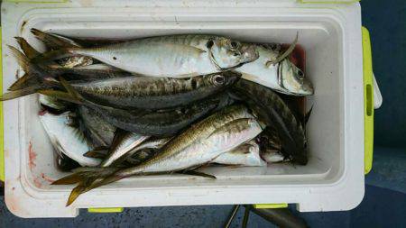 金沢八景鴨下丸 釣果