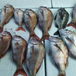 タイラバ遊漁船 ワンピース 釣果