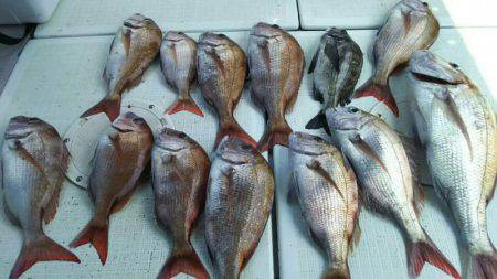 タイラバ遊漁船 ワンピース 釣果